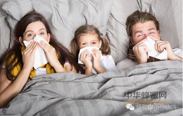蜂胶对鼻炎、感冒、咽喉肿痛的功效！【居家实用常识】