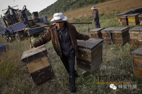 养蜂人少成本高 你还相信低价买到纯正蜂蜜！！