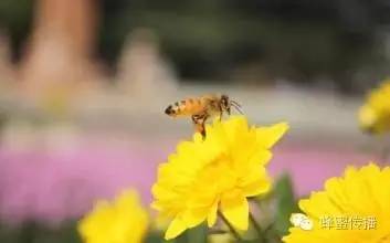 【蜜蜂】 蜇人后自己为什么会死呢？