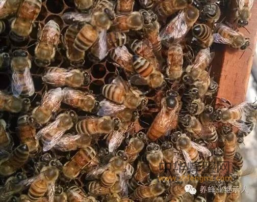 什么是中蜂？什么是意蜂？