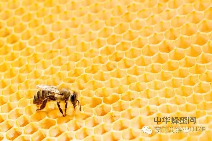 每天喝蜂蜜很好，但喝多了也会长胖么？