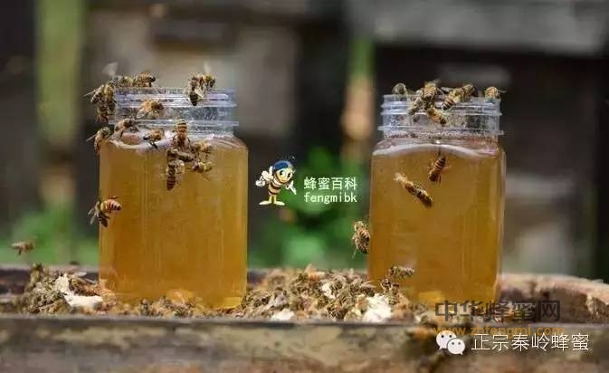 秦岭蜂花粉的主要营养成分 你了解吗（秦岭蜂蜜）