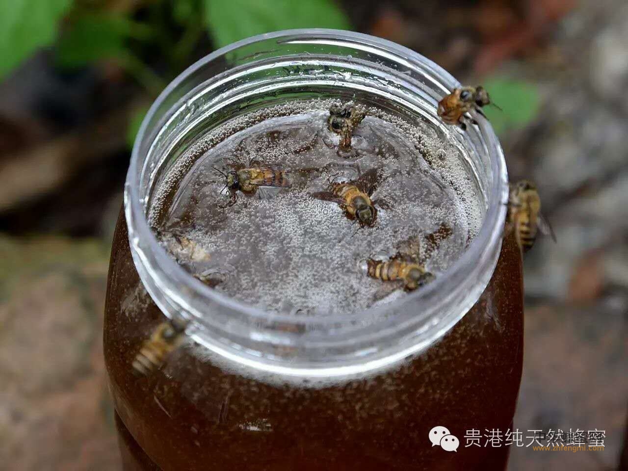 最好的养生食品——蜂蜜
