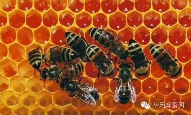 蜂蜜根据来源分类