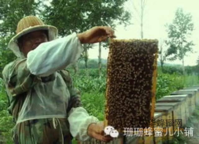 技术受限成假蜂胶霸市主因 蜂农蜂行业“受伤”
