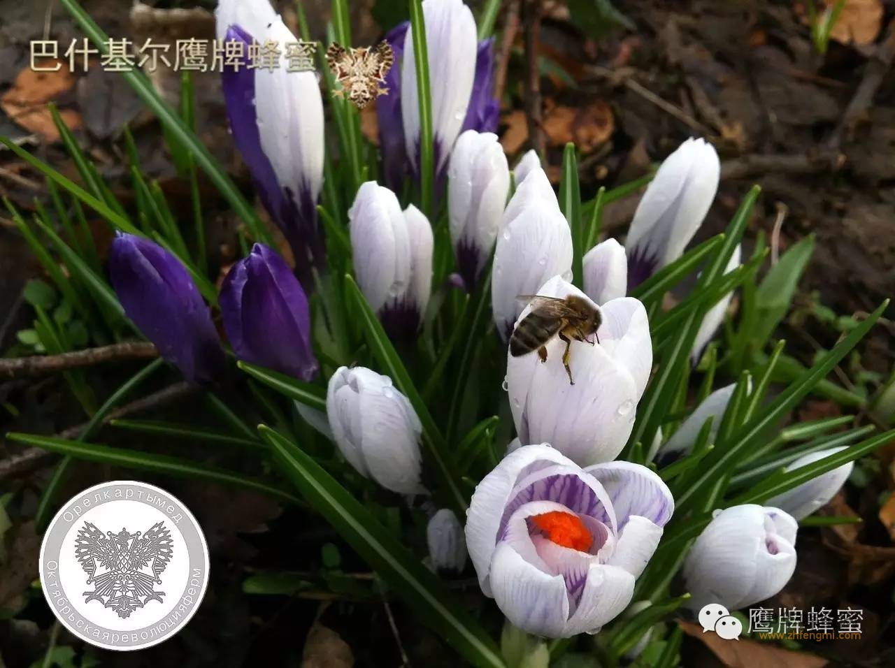 上海冠生园蜂蜜检出苯甲酸 公司称产品正常无添加剂