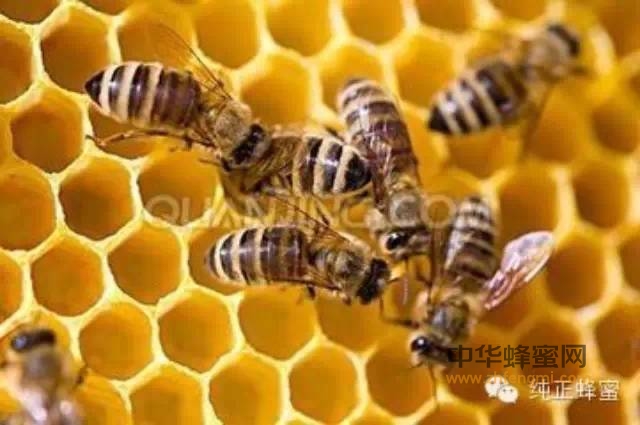 蜂产品，“蜂”靡全世界！