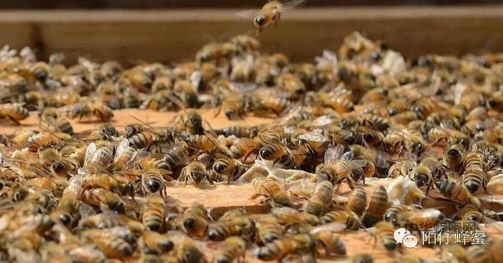 你们真懂蜂蜜吗？
