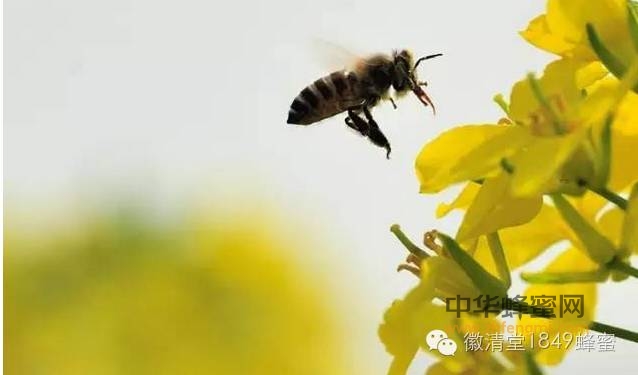 看看小蜜蜂是怎样采花蜜的！