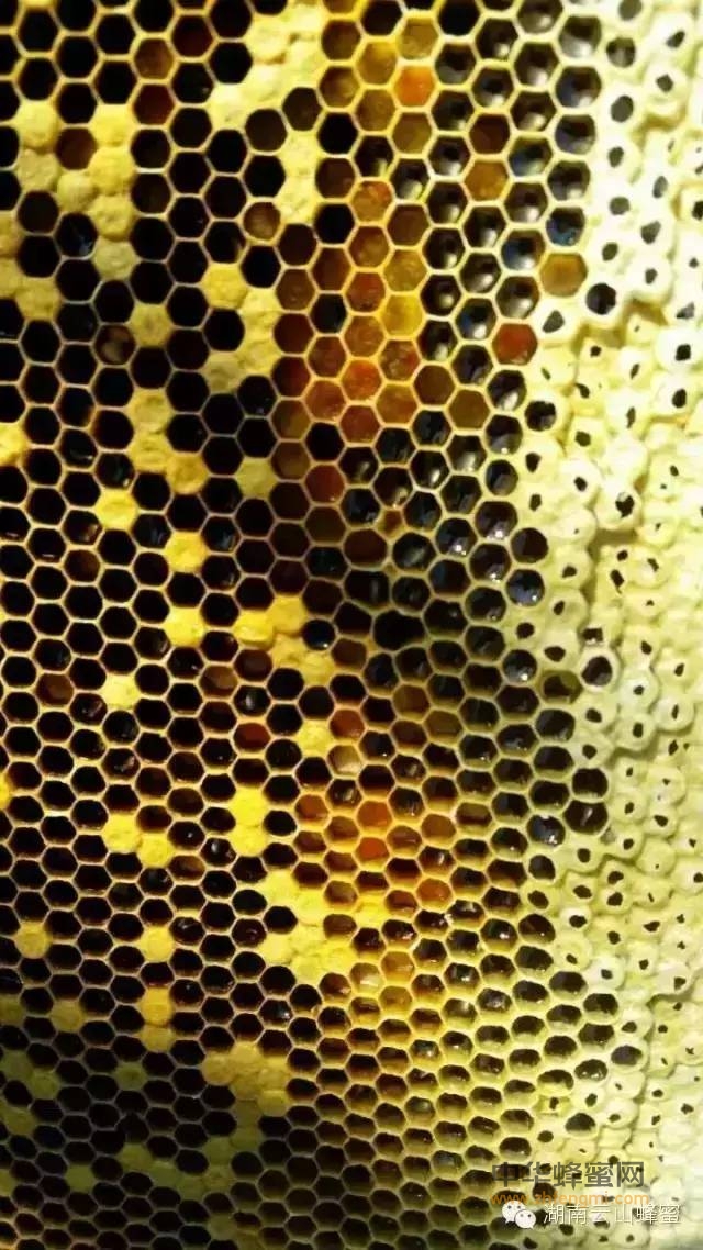 蜂蜜里会有农药吗?