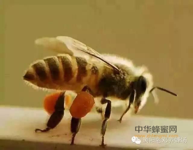 老邓养蜂场-百花蜜