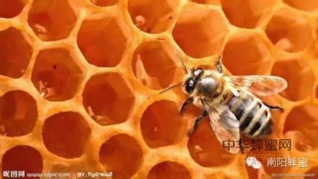 成熟蜂蜜