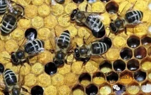 蜂产品到底如何增强人体免疫功能