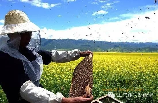 为何春夏的蜂蜜那么稀，是不是假的呢！