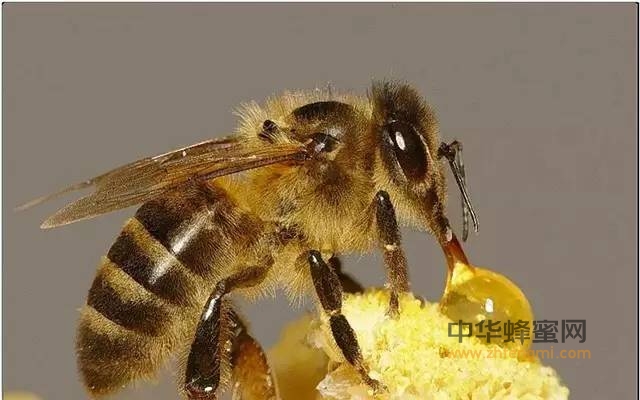 好蜂蜜是怎么被干死的？