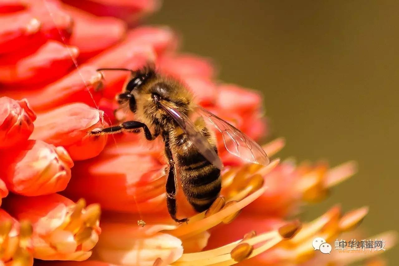 科学食用蜂蜜，保健功效更好！