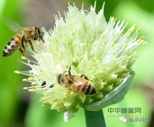蜂蜜、蜂花粉PK代谢综合征！