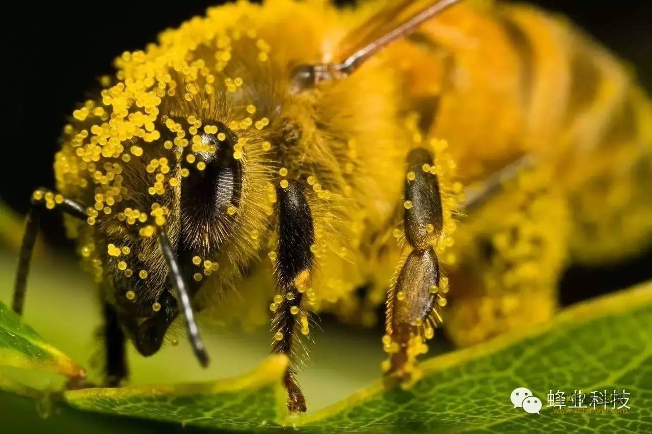 蜂花粉保健作用的科学依据！
