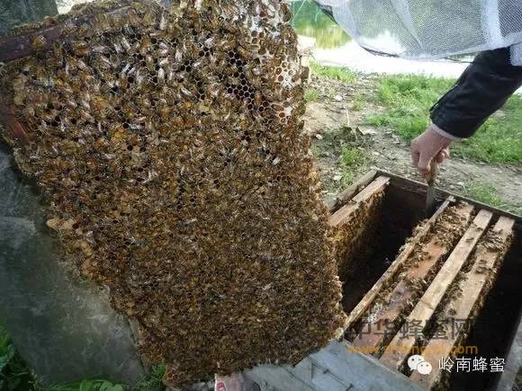 买蜂蜜一定要选择成熟蜜   这是为什么呢？