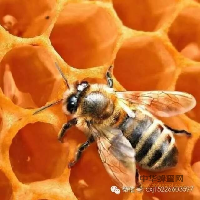 蜜蜂简介 （二）