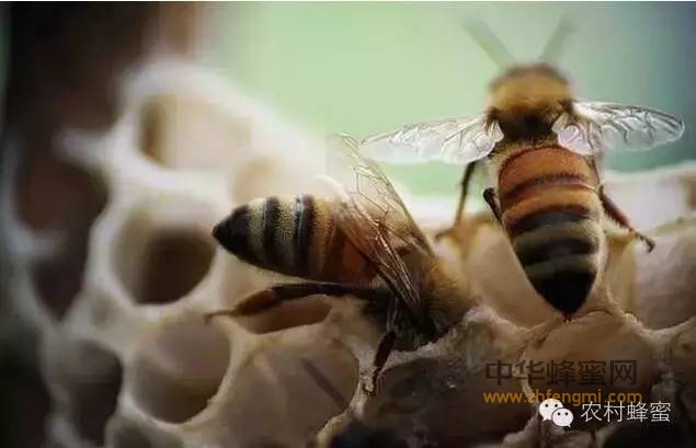 蜜蜂疾病观察诊断技术 养蜂人必看