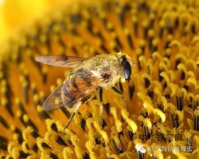 收藏吧！正确的吃蜂蜜能省去上万元医药费！史上最全蜂蜜食用法