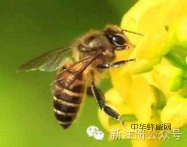蜂花粉的威力惊人