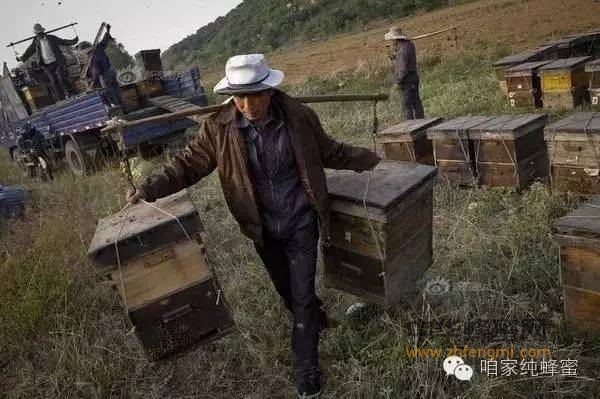 养蜂人少成本高 你还相信低价买到纯正蜂蜜！！