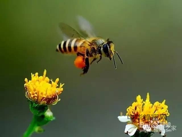 在中国养殖了3000年的本土蜜蜂， 近年来却遭遇了严重的生存危机