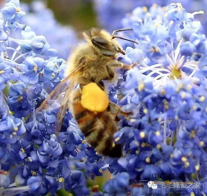 解答！花粉的服用方法。