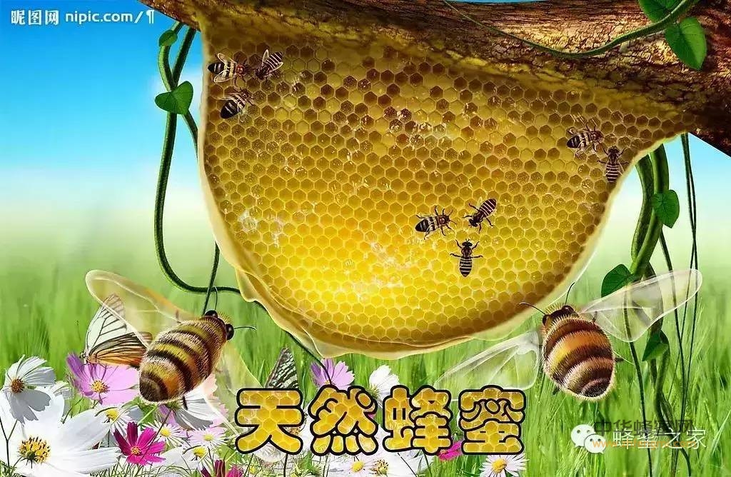 蜂蜜什么时候喝才合适