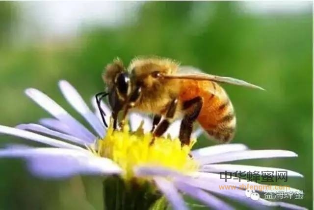 夏天蜂蜜放久了会变质吗?