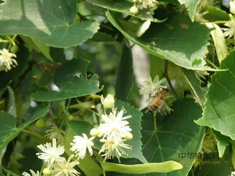 东北最好产量最大的蜜源植物——椴树
