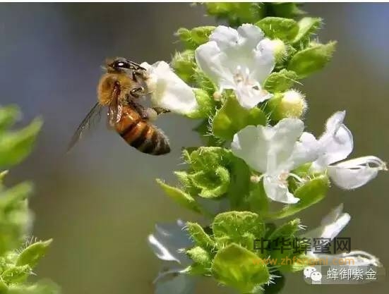 巴西：发明抗蜜蜂毒液血清！