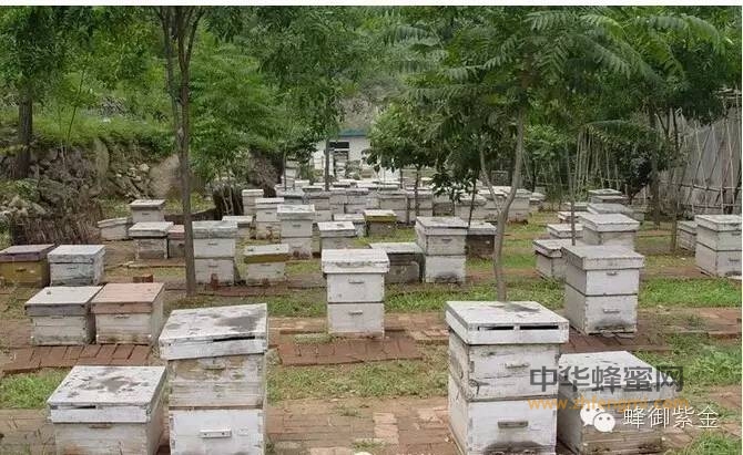 北京市蜂业公司养蜂基地