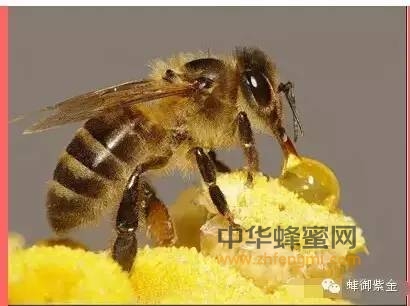 蜂毒和蜂产品可防止肿瘤扩散和转移