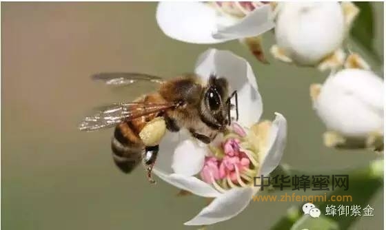 蜂胶对人体的生理作用有哪些？