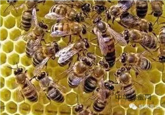 蜂蜜：助推肌肉恢复的灵丹妙药！