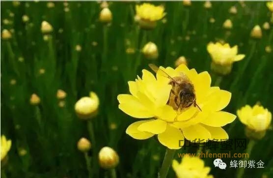 蜂花粉对人体四大系统的调节作用！