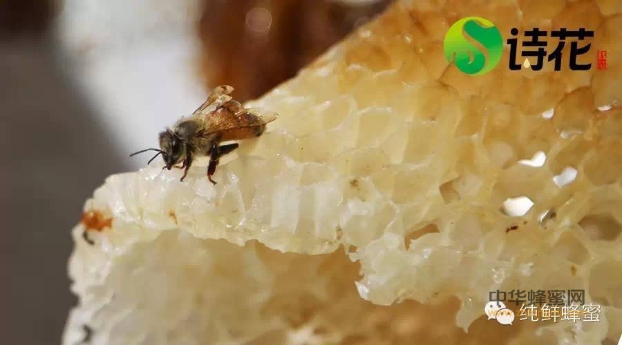 我们为什么需要蜜蜂？