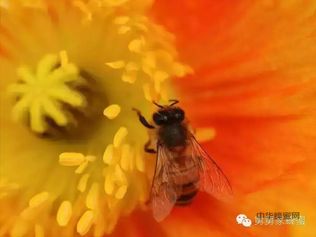 【蜂友自述】蜂花粉的神奇药用价值！