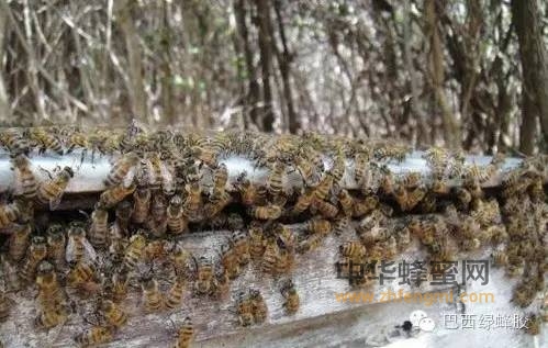 巴西杀人蜂 酿极品蜂产品
