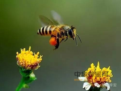 食用蜂花粉的九大益处