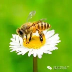 蜜蜂是怎样找到花的？