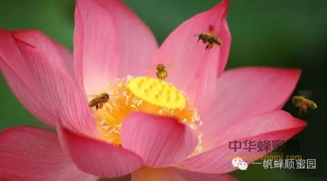 【蜂花粉简介】植物的根，被誉为“天然维生素之王”和“全能营养源”
