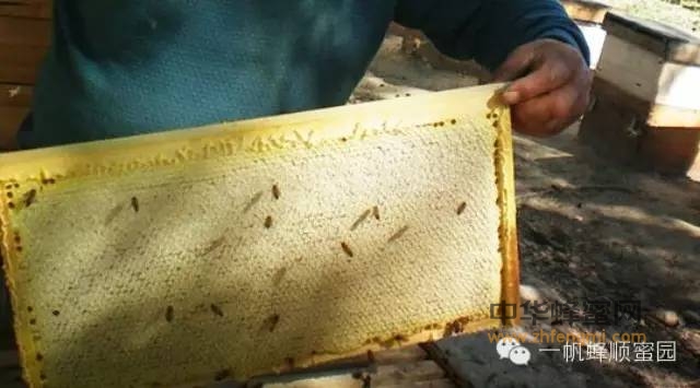 【蜂巢蜜简介】被称为“蜜中极品”，具有极佳的医疗保健和美容养颜功效