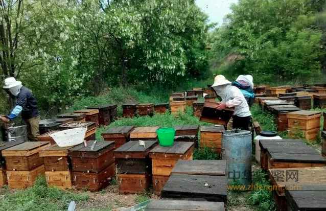 固原 中华蜜蜂 养蜂业 产业化 土法养殖