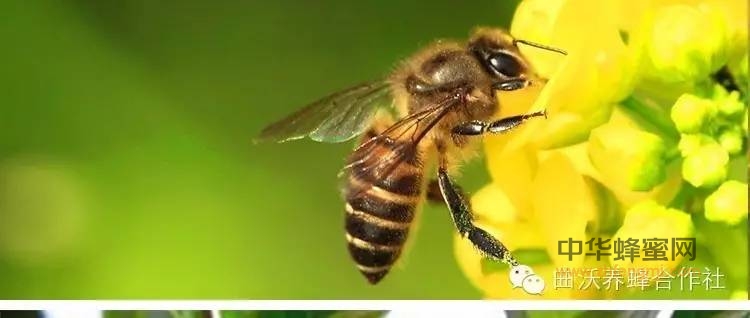蜂花粉祛斑