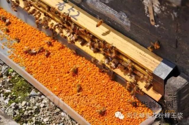 蜂花粉的功效与作用