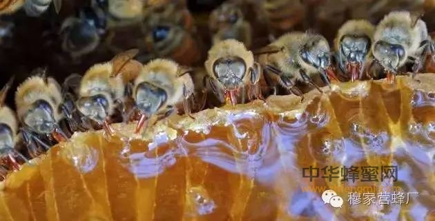 蜂蜜不仅仅是保健